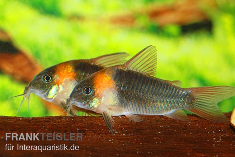 Dreieckspanzerwels, Corydoras eques tefe Dreieckspanzerwels, Corydoras Eques Tefe -Interaquaristik Verkäufe corydoras eques tefe