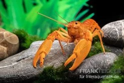 Goldener Cherax, Cherax Cf. Snowden 4 Goldener Cherax, Cherax Cf. Snowden -Interaquaristik Verkäufe goldener krebs cherax cf snowden