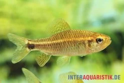 Fleckenschwanzsalmler, Crenuchus Spilurus -Interaquaristik Verkäufe ia crenuchus spilurus brasilien frau4