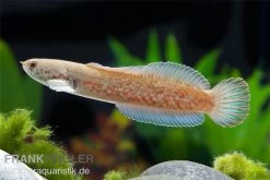 Neonblauer Zwergschlangenkopf, Channa Andrao