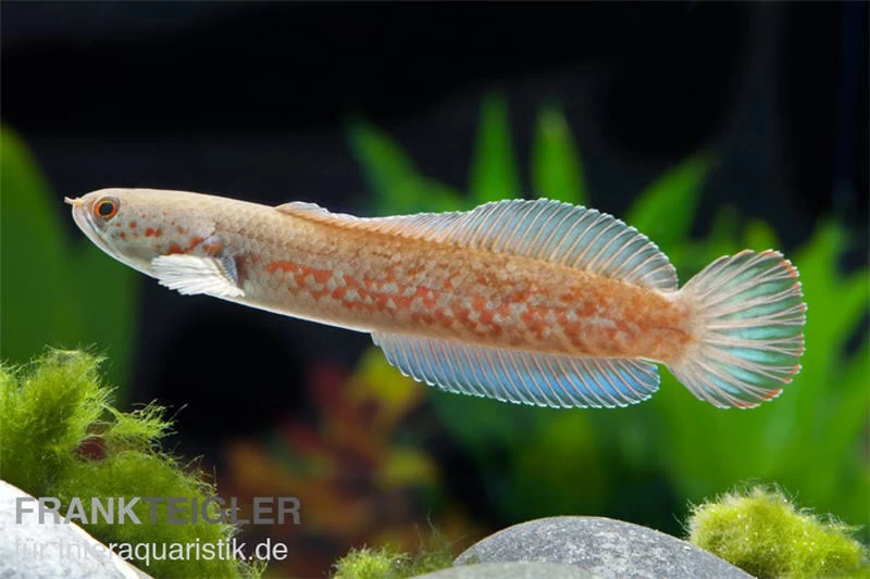 Neonblauer Zwergschlangenkopf, Channa andrao Neonblauer Zwergschlangenkopf, Channa Andrao -Interaquaristik Verkäufe neonblauer schlangenkopf Channa andrao 1