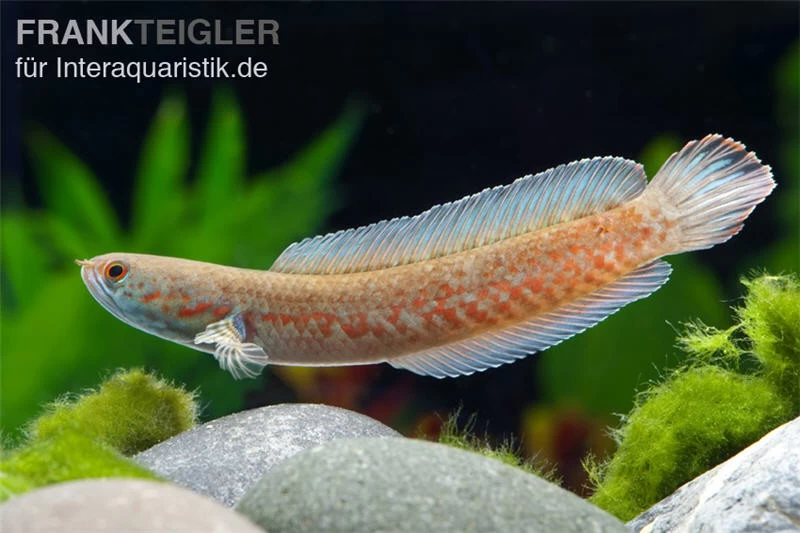 Neonblauer Zwergschlangenkopf, Channa andrao Neonblauer Zwergschlangenkopf, Channa Andrao -Interaquaristik Verkäufe neonblauer schlangenkopf Channa andrao 2