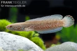 Neonblauer Zwergschlangenkopf, Channa Andrao 4 Neonblauer Zwergschlangenkopf, Channa Andrao -Interaquaristik Verkäufe neonblauer schlangenkopf Channa andrao 3