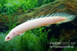 Senegal-Flösselhecht GOLD, Polypterus Senegalensis Gold