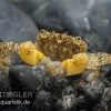 Pompomkrabbe, Ptychognathus Barbatus (Hongkong-Krabbe) -Interaquaristik Verkäufe pompomkrabbe