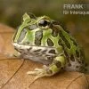 Pacman-Frog, Schmuckhornfrosch, Ceratophrys Cranwelli -Interaquaristik Verkäufe schmuckhornfrosch pacman frog